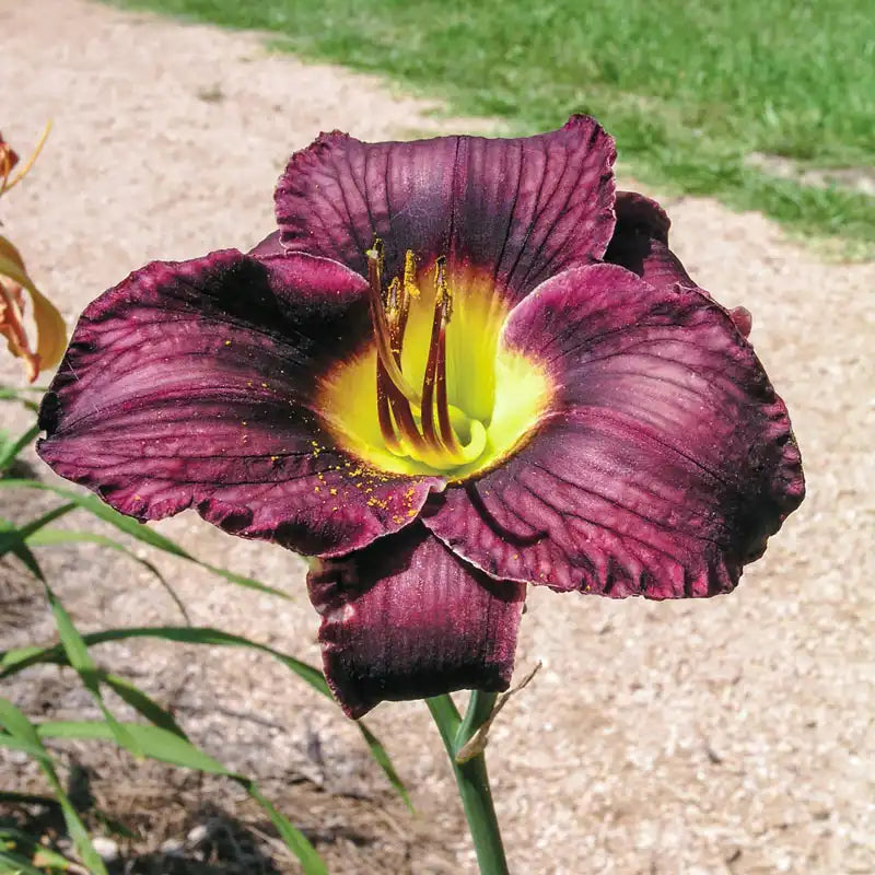 Black Ambrosia Reblooming Daylily