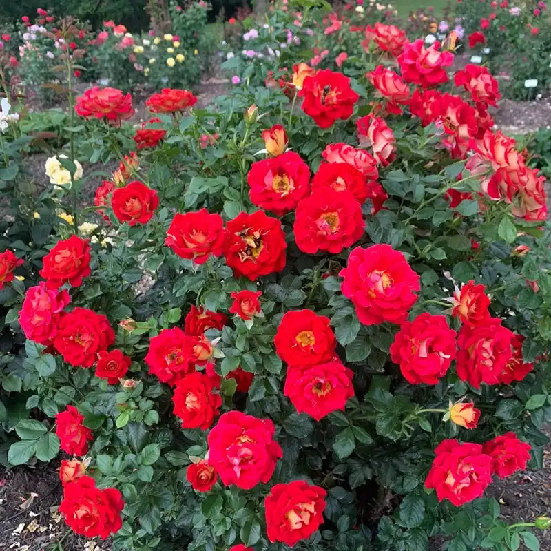 Ketchup And Mustard ™ Floribunda Rose