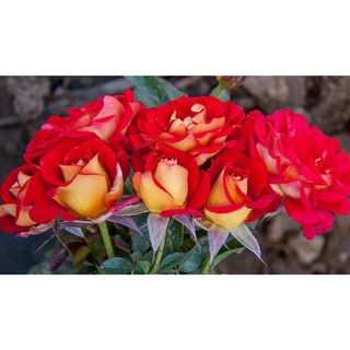 Ketchup And Mustard ™ Floribunda Rose
