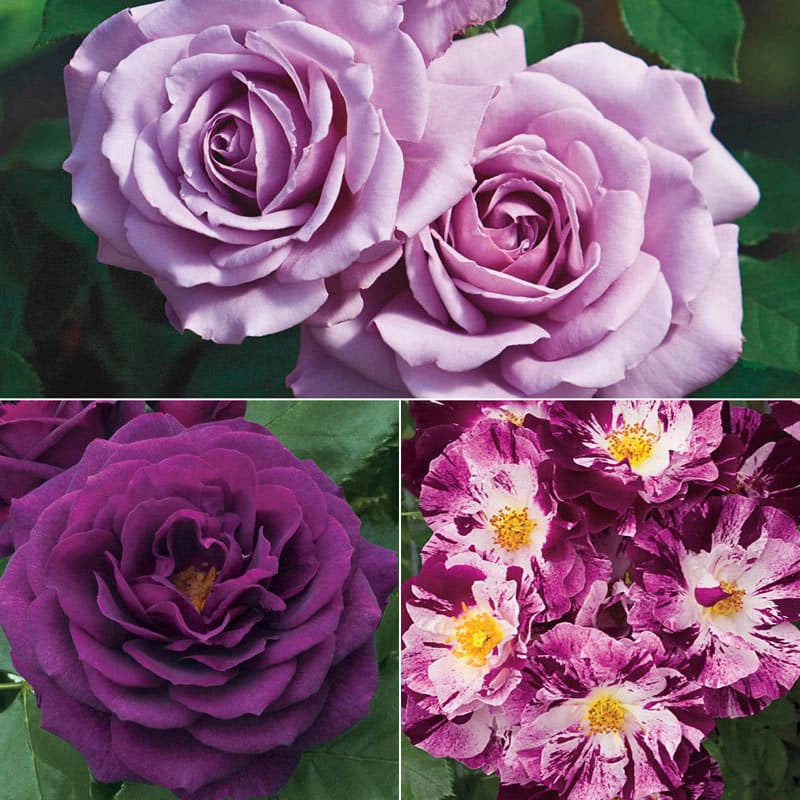 Purple Jumbo Rose Sampler