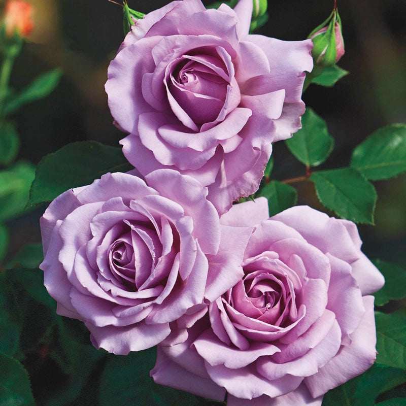 Purple Jumbo Rose Sampler