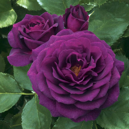 Purple Jumbo Rose Sampler