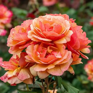 About Face® Grandiflora Rose