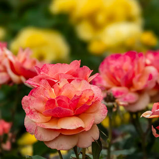 About Face® Grandiflora Rose