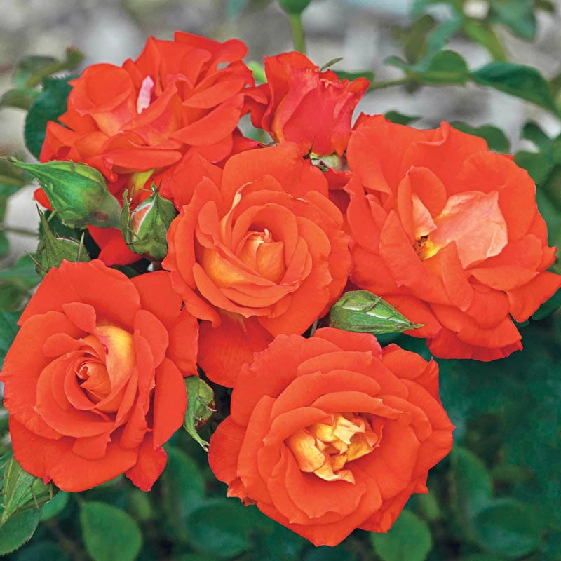 Top Of The World™ Climbing Rose