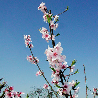 Peach Feiching Tao White