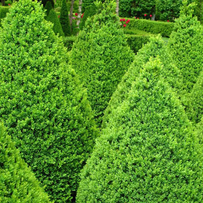 Mount Boxwoods Green Mountain Boxwood | Spring Hill Nurseries – Spring Hill Nursery