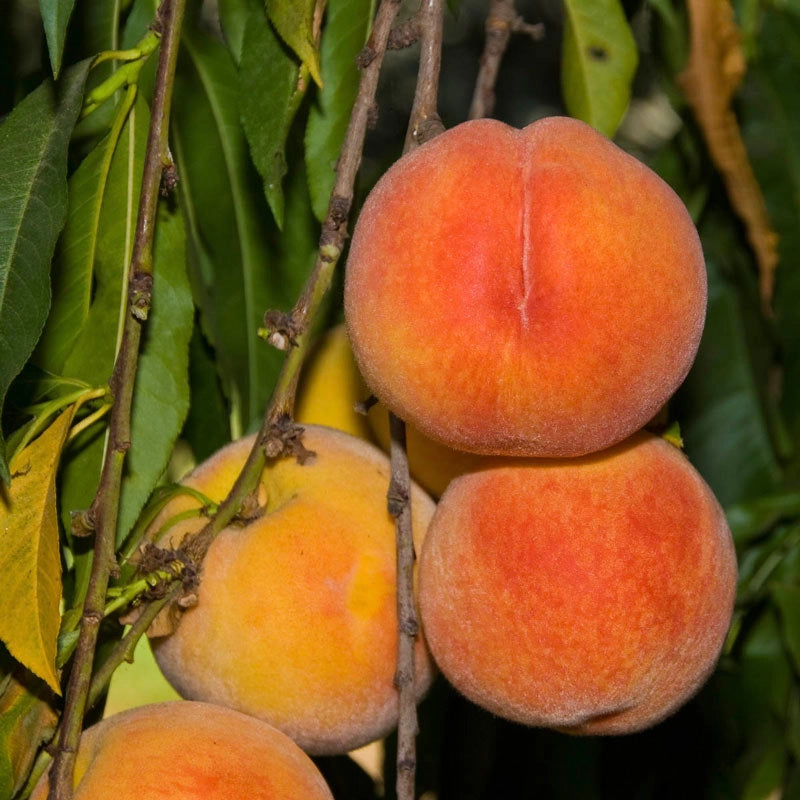 Peach Loring