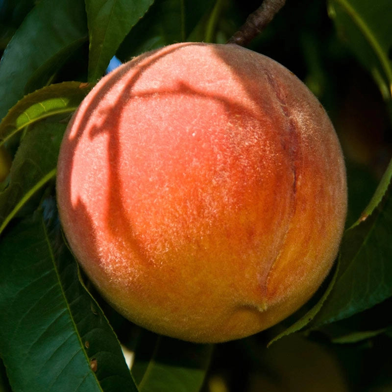 Peach Santa Barbara