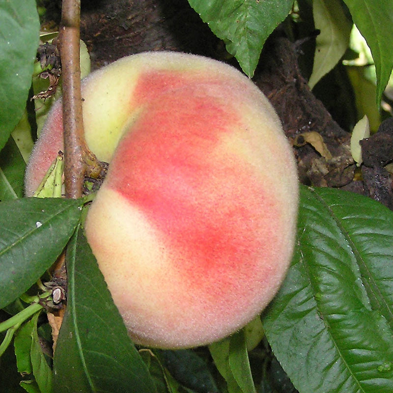 Peach Snow White