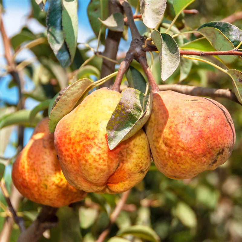 Pear Bartlett Semi-Dwarf