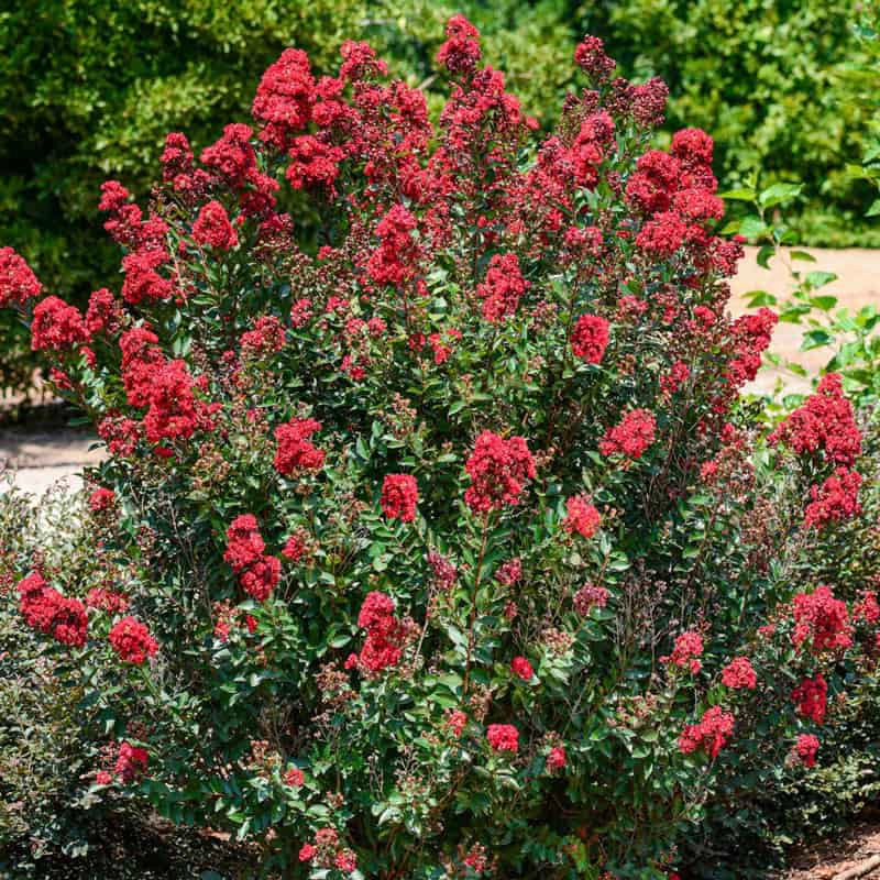 Enduring Summer™ Reblooming Red Crape Myrtle