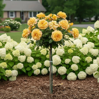 Good as Gold™ Hybrid Tea Rose Tree