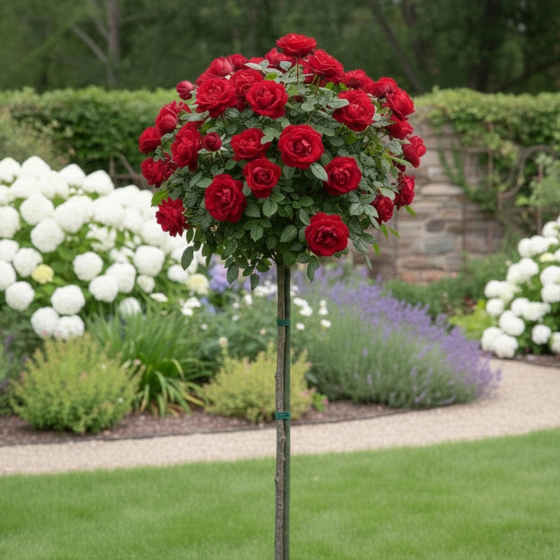Legends™ Hybrid Tea Rose Tree – Spring Hill Nurseries