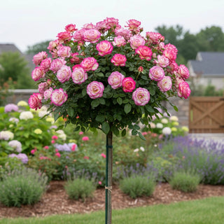 Miss Congeniality™ Grandiflora Rose Tree