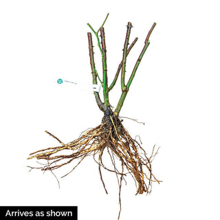 Rose Coffee Bean™ Miniature