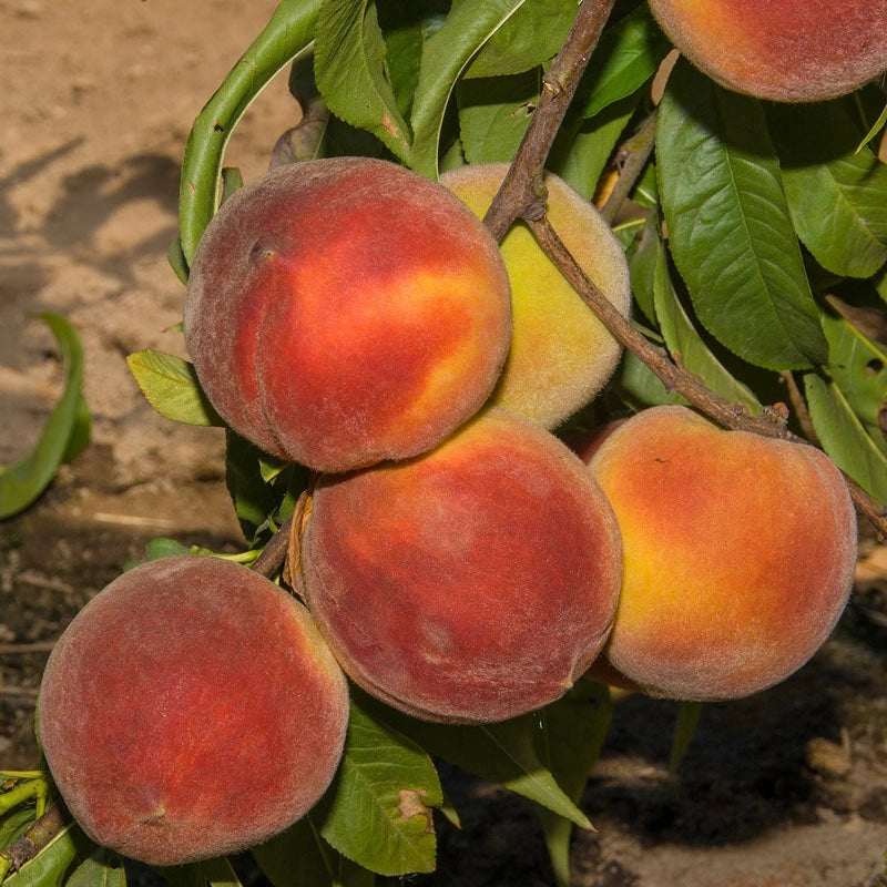 Peach Crimson Rocket