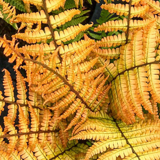 Jurassic Gold Fern