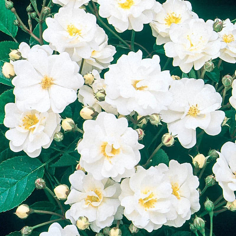 Gourmet Popcorn Tree Rose