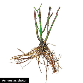 Tiddly Winks™ Miniature Rose