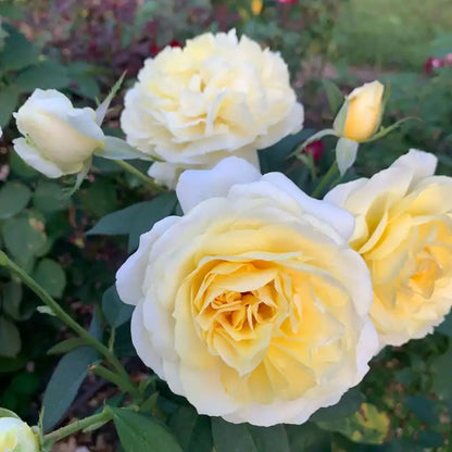 Chantilly Cream™ Hybrid Tea Rose