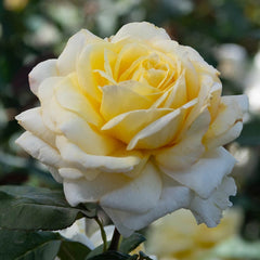 Chantilly Cream Hybrid Tea Rose | Spring Hill Nurseries