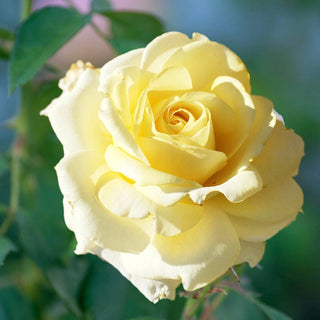 Chantilly Cream™ Hybrid Tea Rose