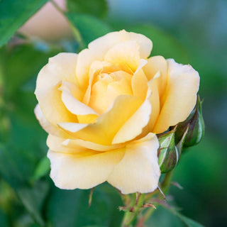 Chantilly Cream™ Hybrid Tea Rose
