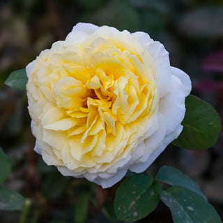 Chantilly Cream™ Hybrid Tea Rose