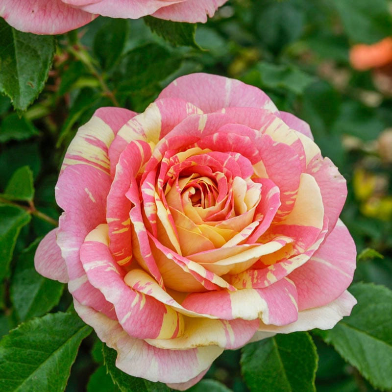 Roses For Sale - Shop Rose Bushes & Plants Online