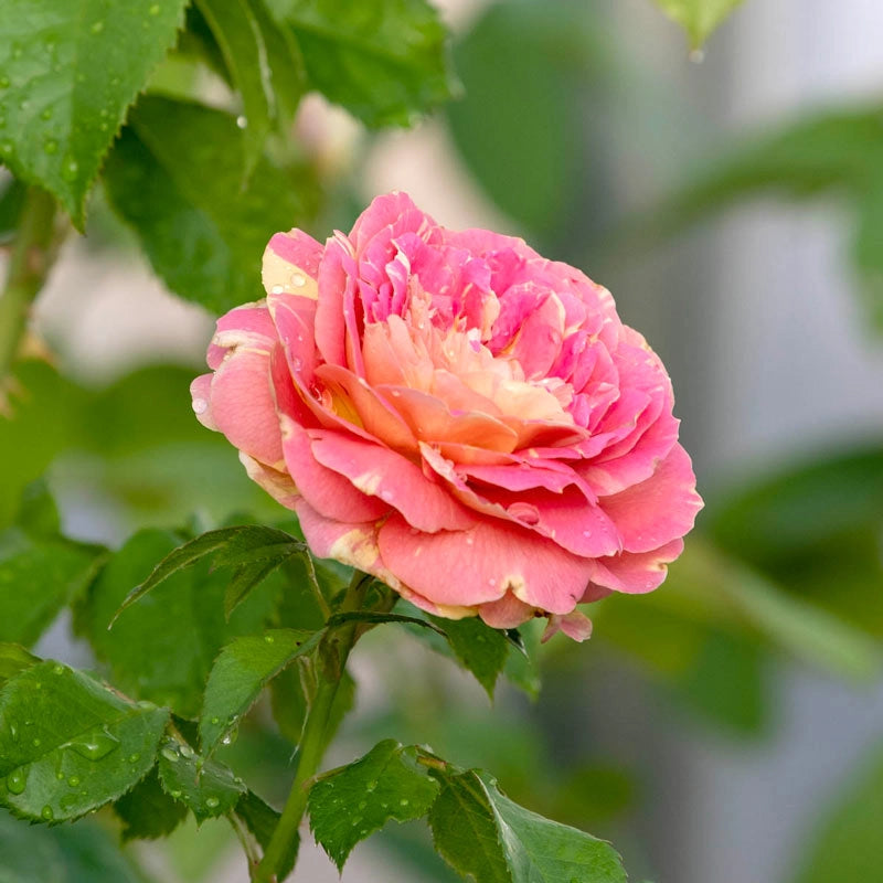 Pop Art™ Grandiflora Rose