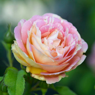 Pop Art™ Grandiflora Rose