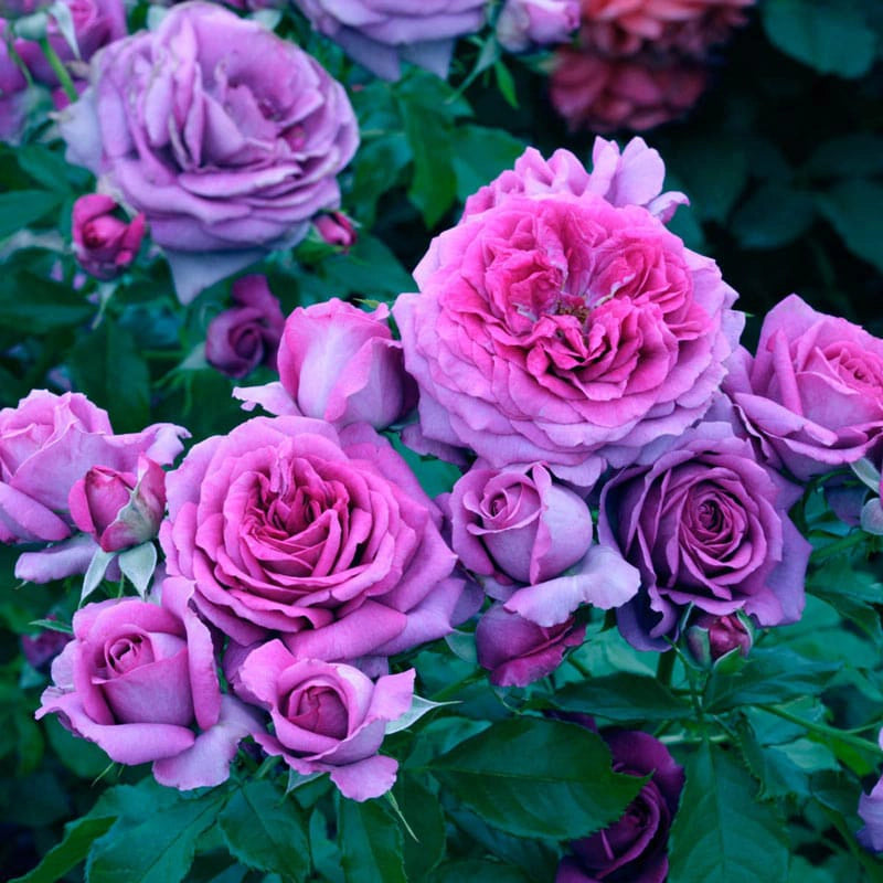 Sweet Madame Blue™ Floribunda Rose