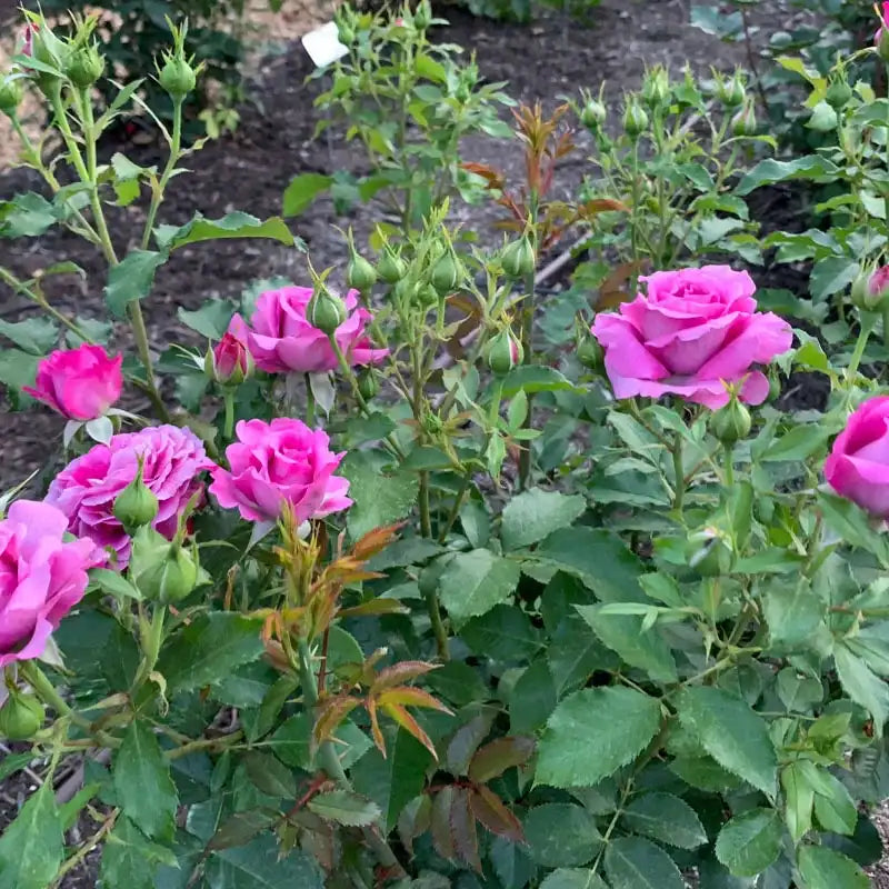 Sweet Madame Blue™ Floribunda Rose