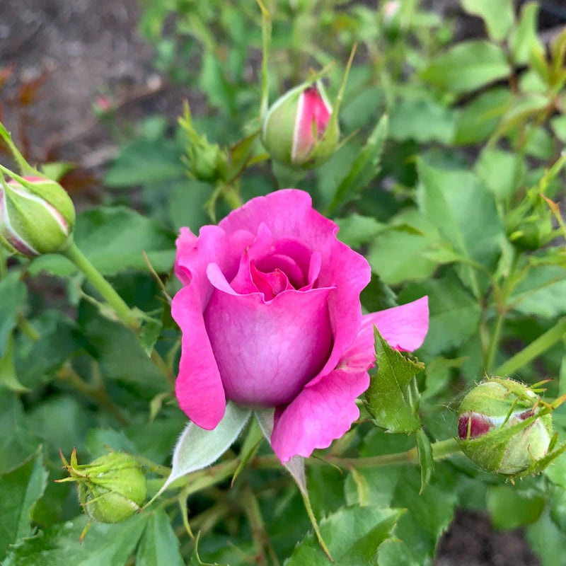 Sweet Madame Blue™ Floribunda Rose