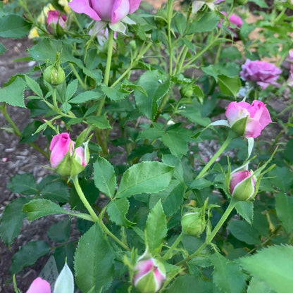 Sweet Madame Blue™ Floribunda Rose