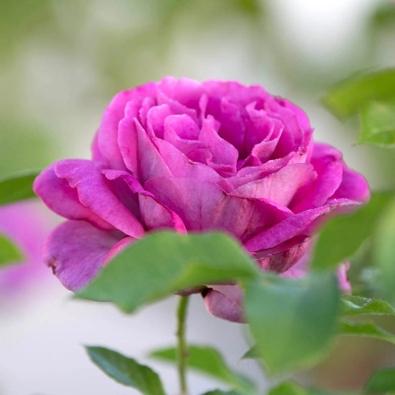Sweet Madame Blue™ Floribunda Rose