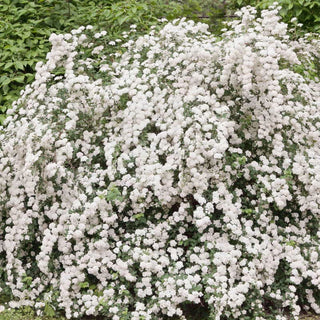 Snowmound White Spirea