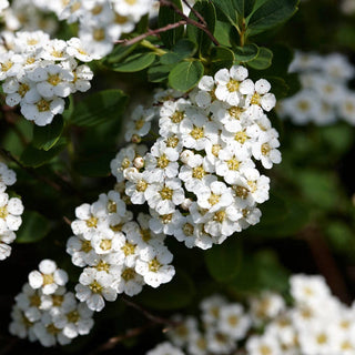 Snowmound White Spirea