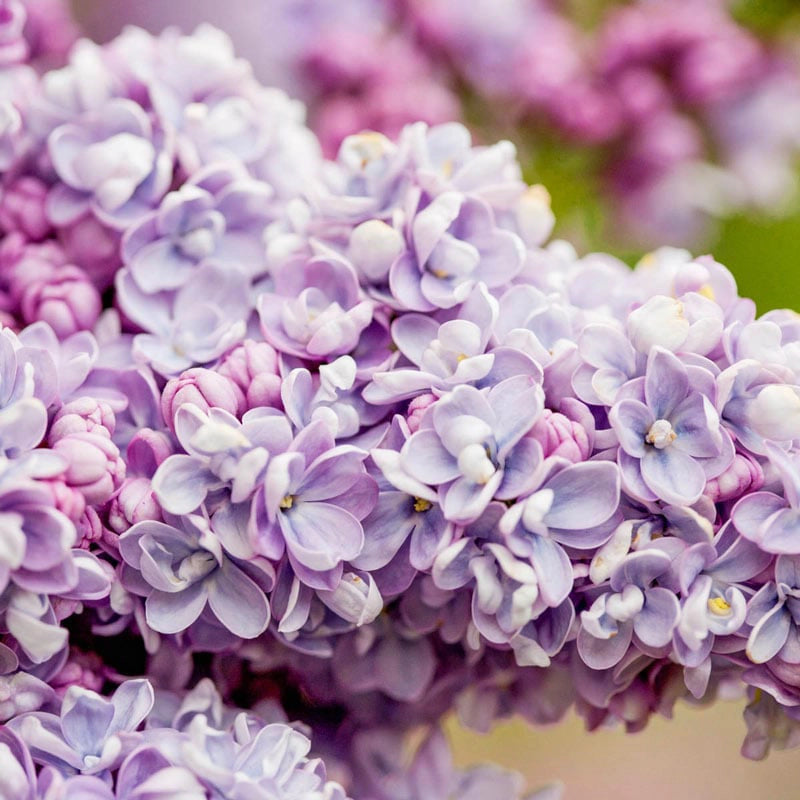 President Grevy Lilac Shrub