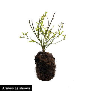 Bluecrop Blueberry Hedge