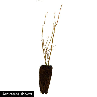 Northland Semi-Dwarf Blueberry