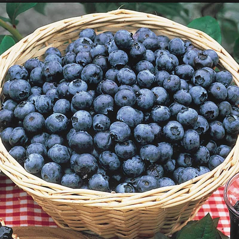 Blueberry Bonus