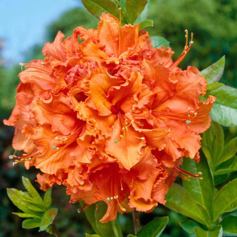 Gibraltar Azalea