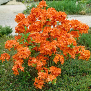 Gibraltar Azalea