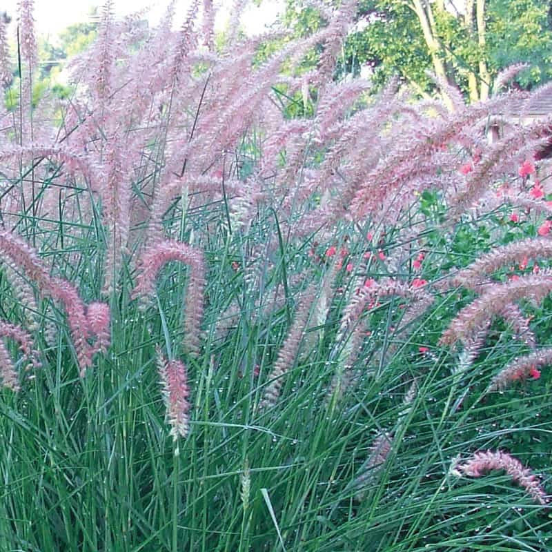 Rose Fountain Grass