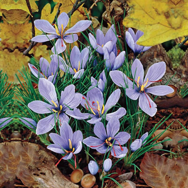 Saffron Fall Crocus