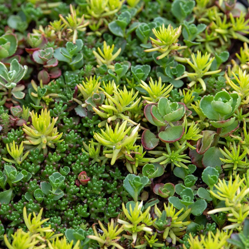 ground cover sedum succulent Sedum Carpet Tile