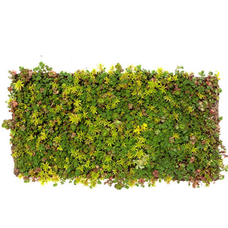 Sedum Carpet Tile