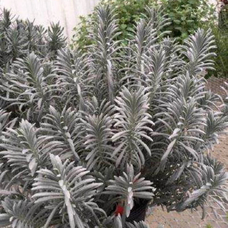 scentsational lavender plant Sensational! Lavender - 3 Plants - Jumbo | Lavandula x intermedia Sensational! ('Tesseract' PP31786) | Purple | Zone 5-9